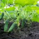 огурцы на грядке