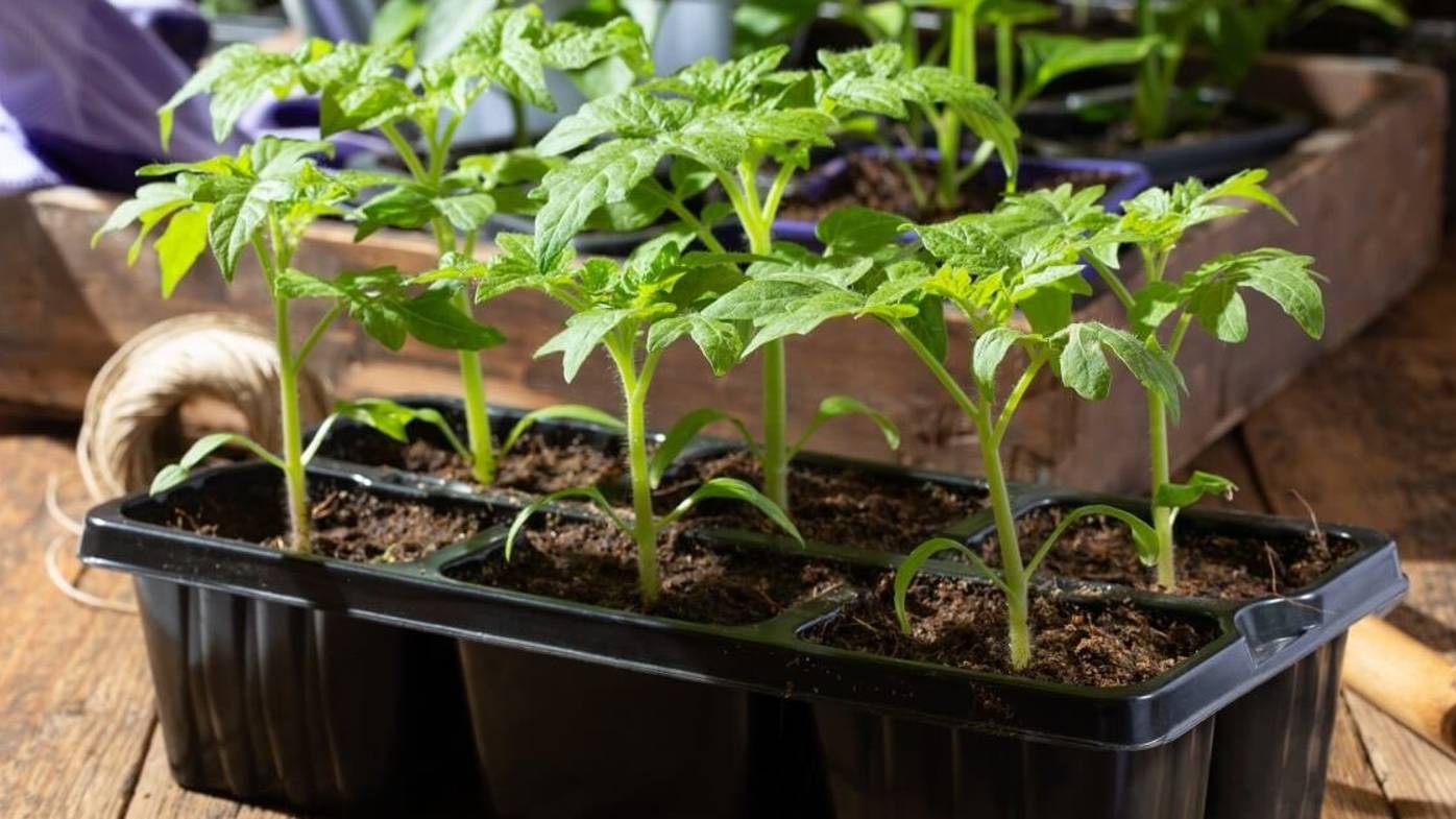 рассада томатов