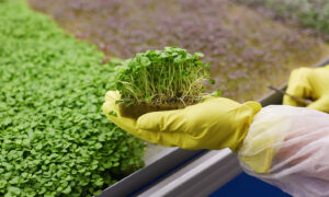 микрозелень