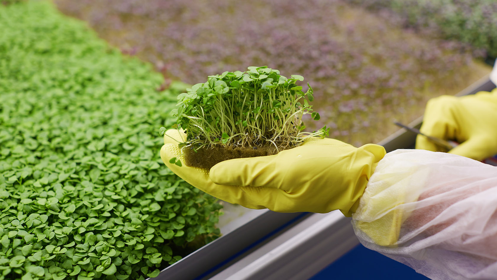 микрозелень