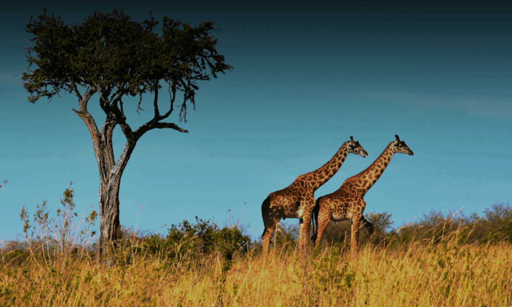 Южная Африка