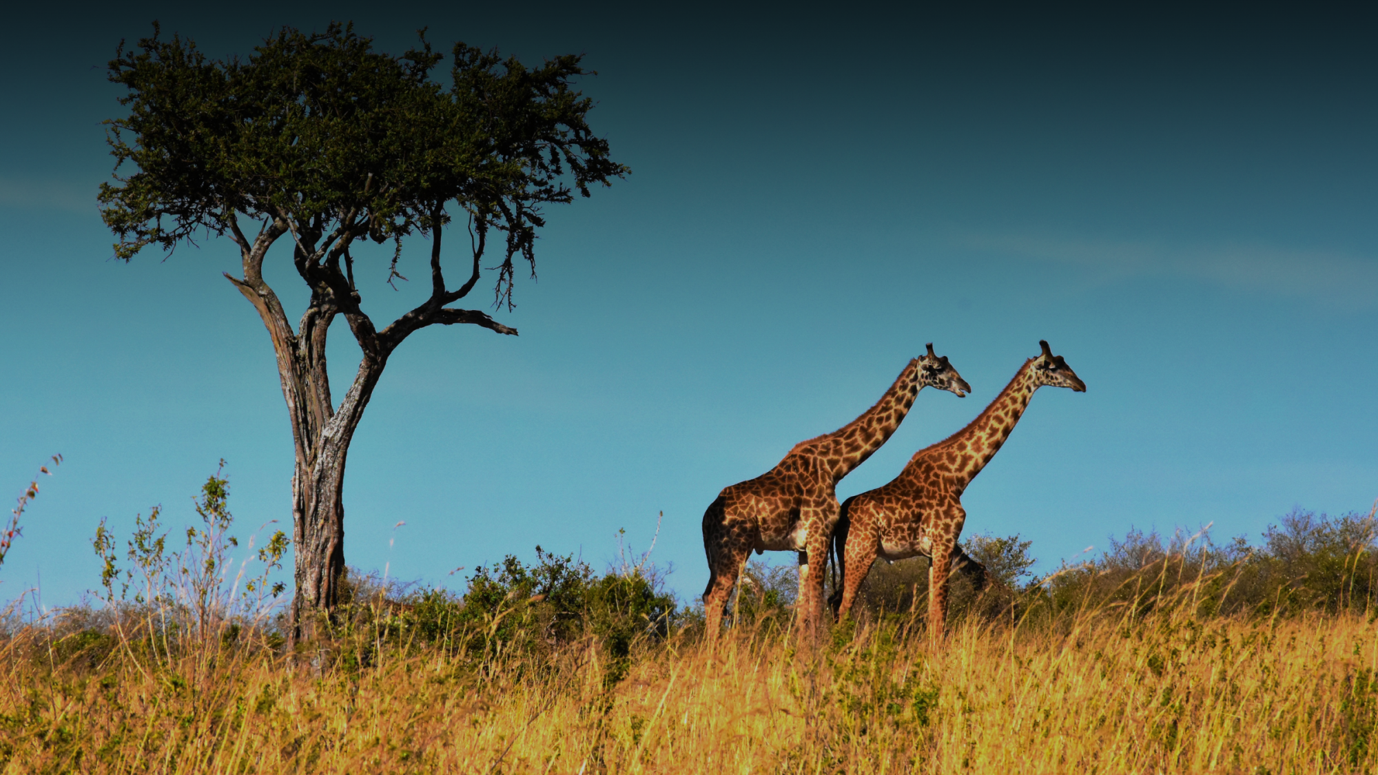 Южная Африка