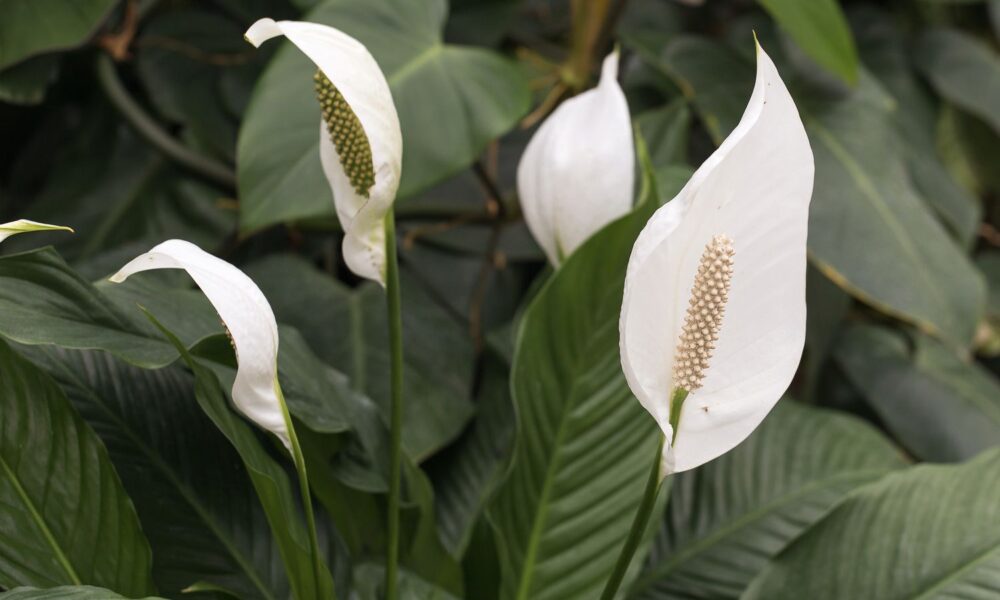 спатифиллум