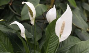 спатифиллум