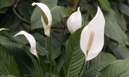 спатифиллум