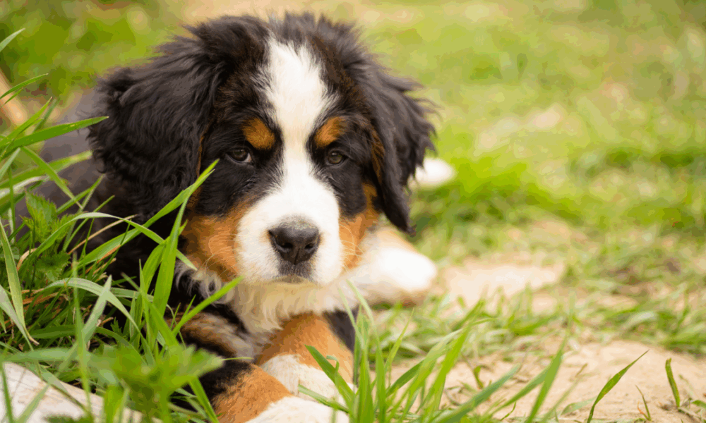 бернский зенненхунд