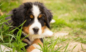 бернский зенненхунд