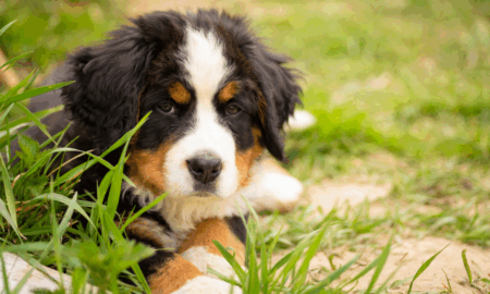 бернский зенненхунд