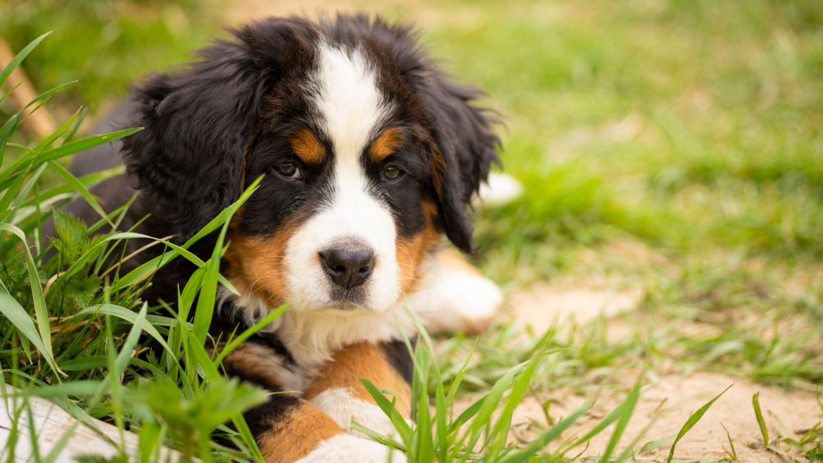 бернский зенненхунд