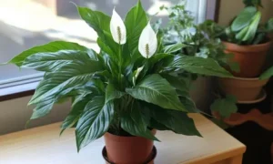 спатифиллум дома
