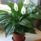 спатифиллум дома