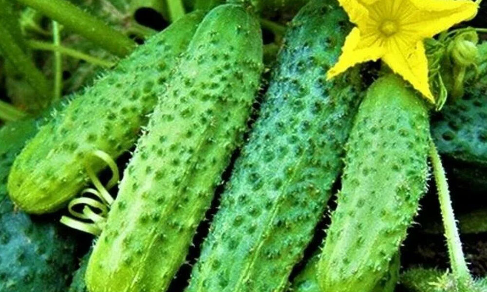 огурцы «Кураж F1»