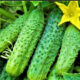 огурцы «Кураж F1»