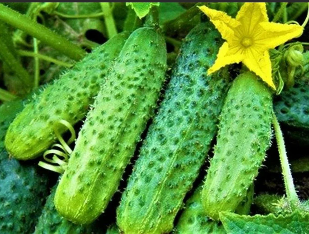 огурцы «Кураж F1»