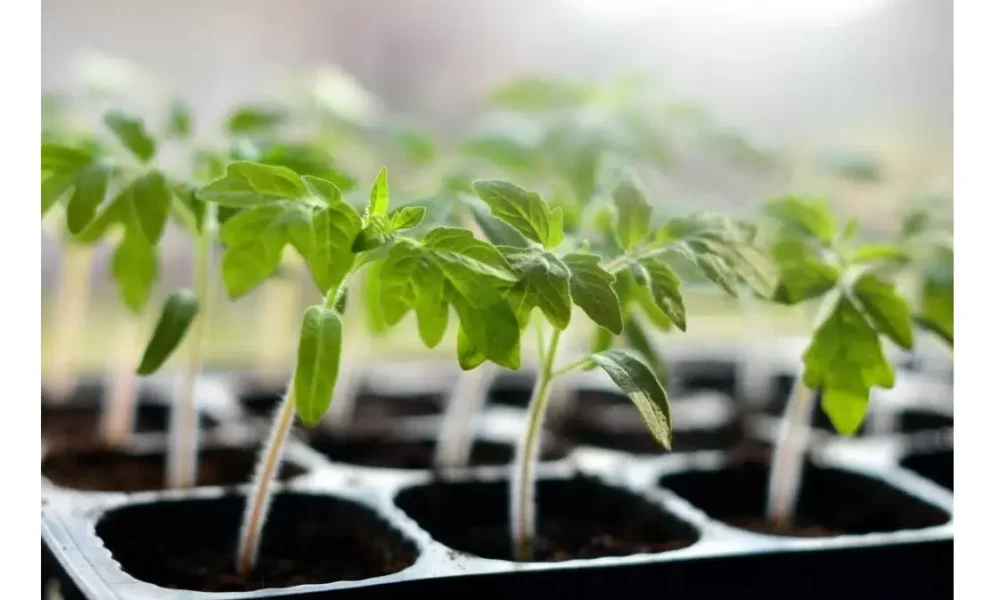 рассада помидоров