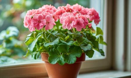 герань в горшке