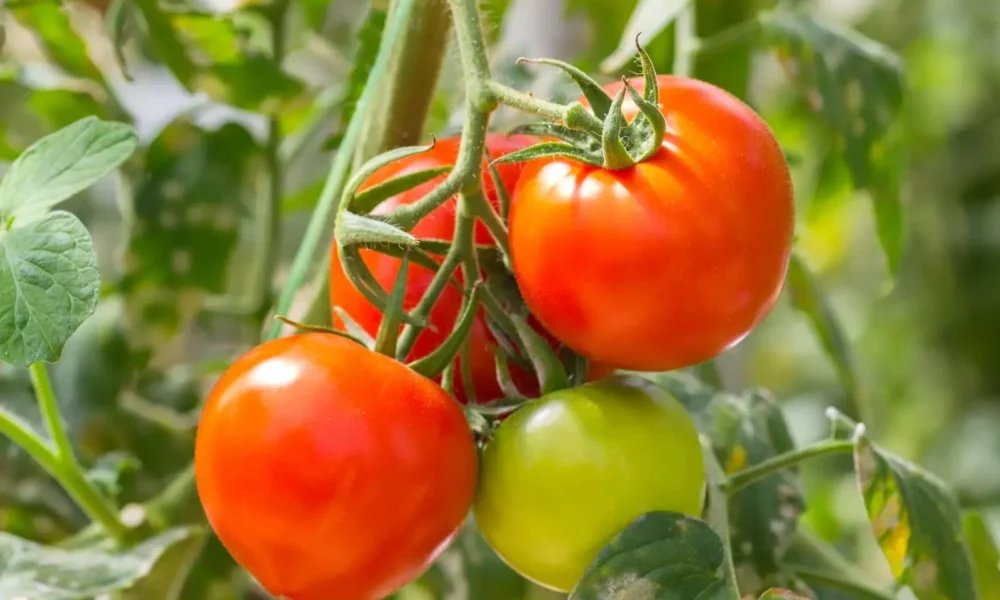 Раннеспелый томат