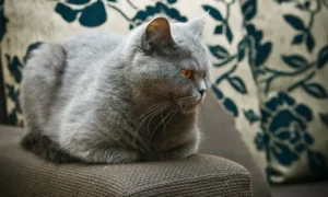 Британская короткошёрстная