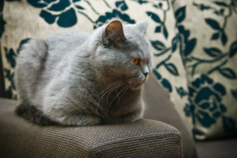 Британская короткошёрстная