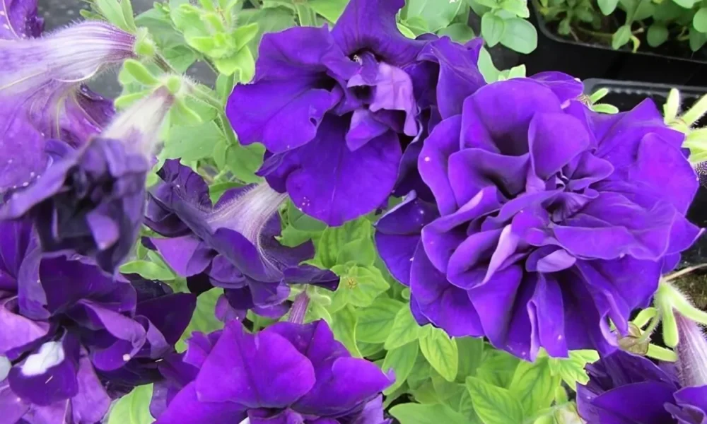 петуния махровоя