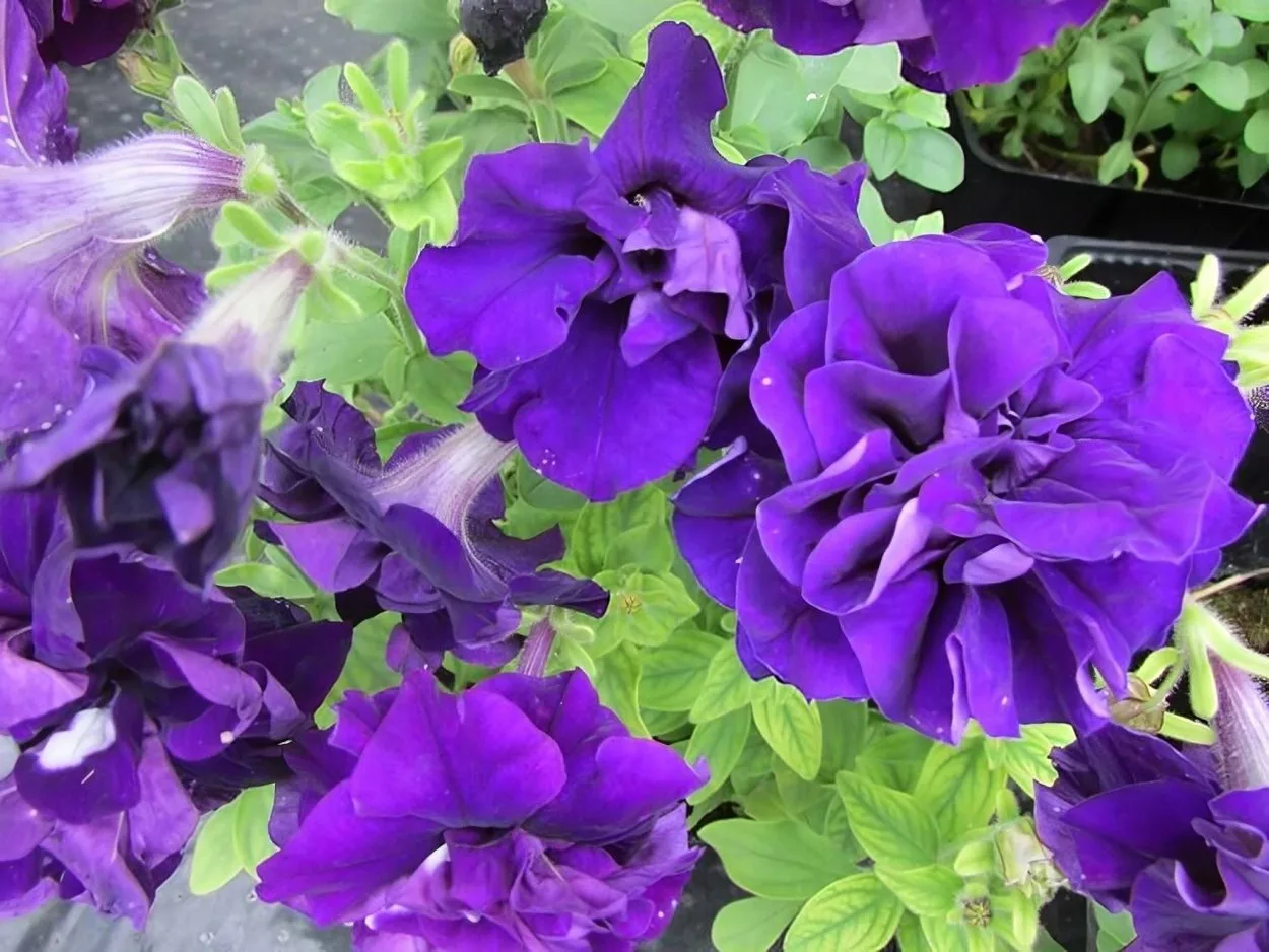 петуния махровоя