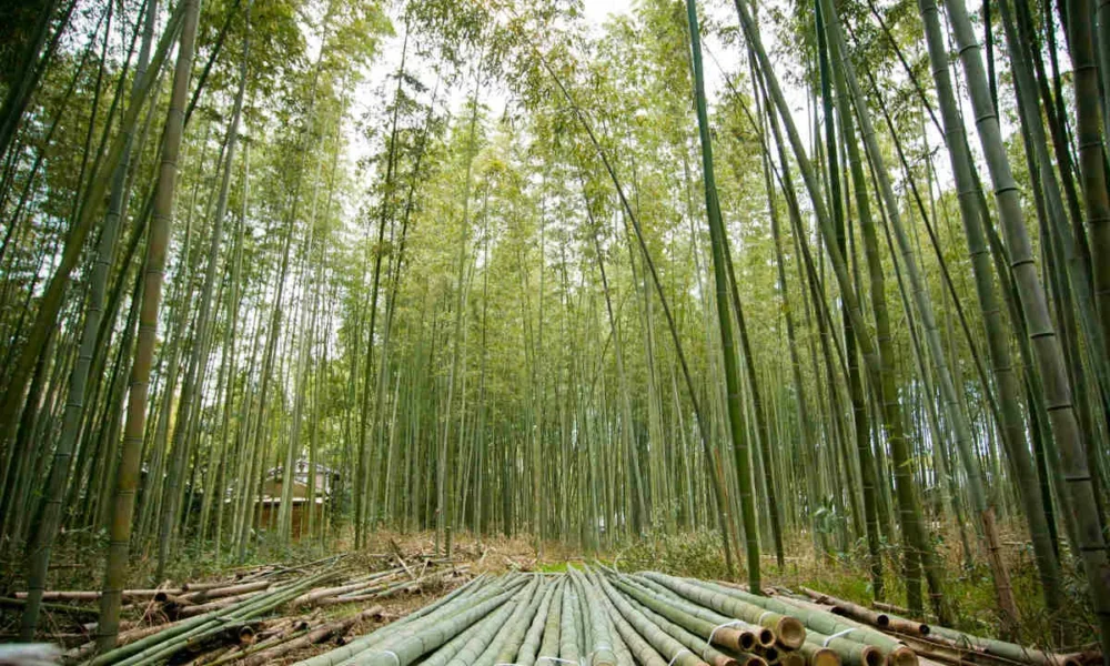 бамбуковый лес