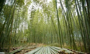 бамбуковый лес