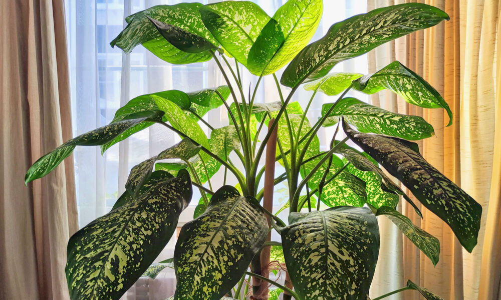 Диффенбахия