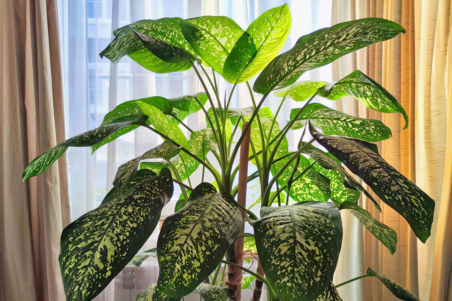 Диффенбахия