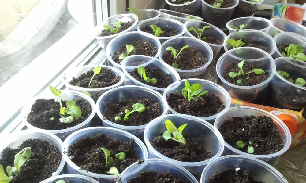 рассада петунии