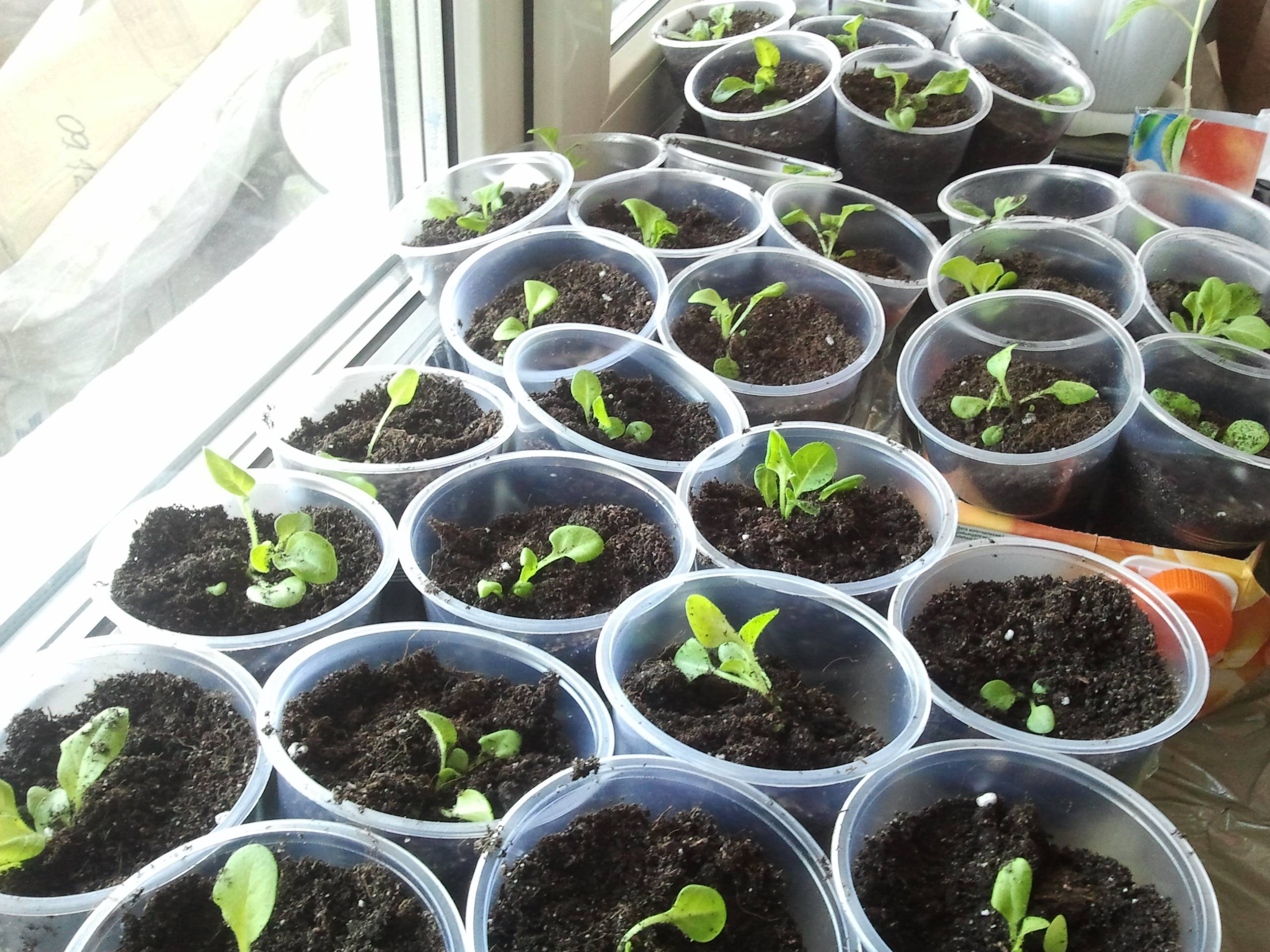 рассада петунии