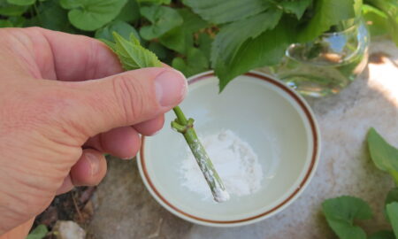 черенкование