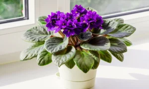 фиалка на подоконнике