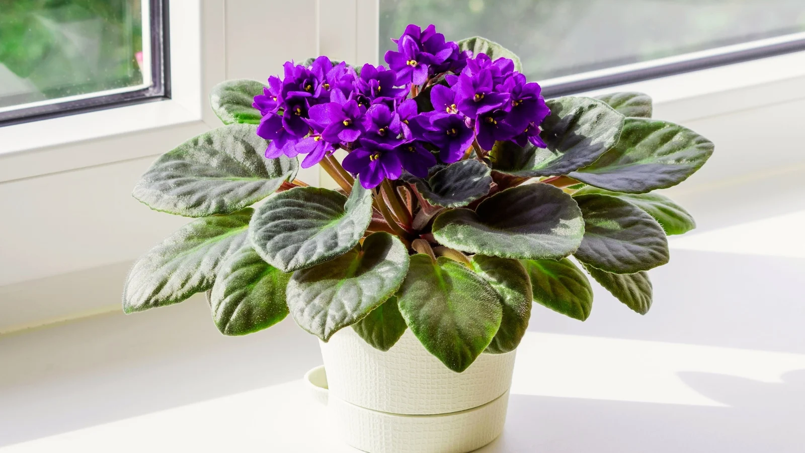 фиалка на подоконнике