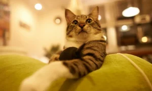 домашняя кошка