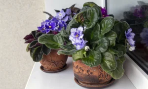 фиалка на подоконнике