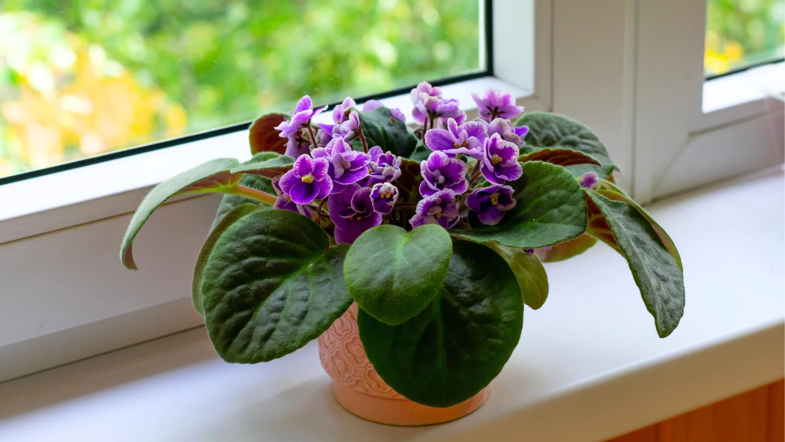 фиалка на подоконнике