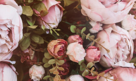 красивые растения