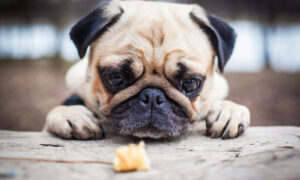 Мопс смотрит на еду