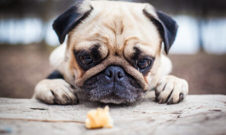 Мопс смотрит на еду