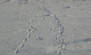 тропа диких животных