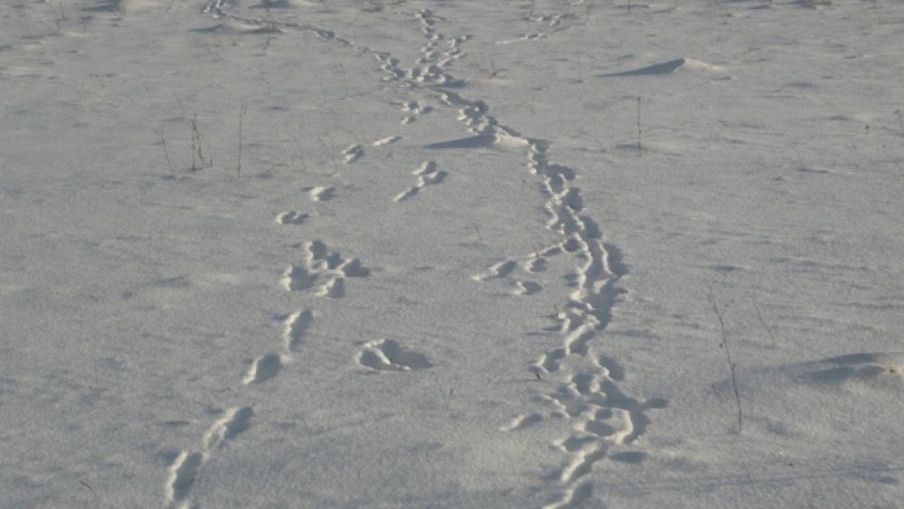 тропа диких животных