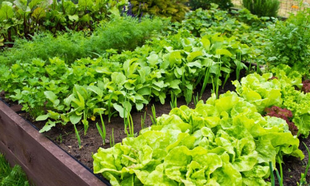 Грядки с зеленью.