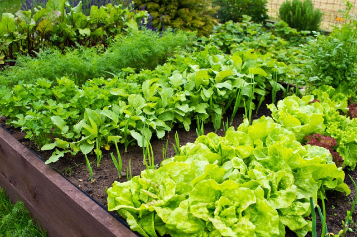 Грядки с зеленью.