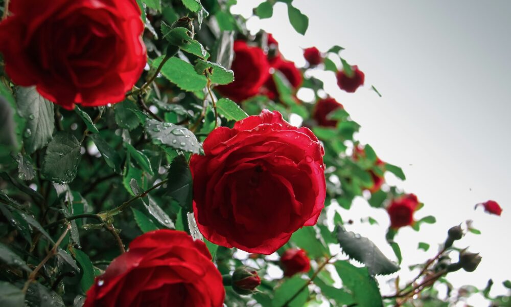 Розы в саду