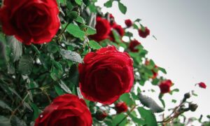 Розы в саду