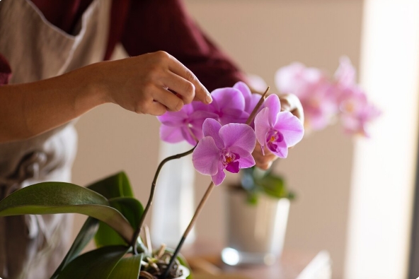 Цветовод ухаживает за орхидеей