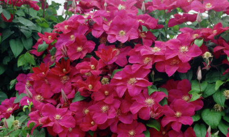 На изображении много ярко-розовых цветов клематиса с жёлтыми сердцевинами, окружённых зелёными листьями. Цветы плотно расположены друг к другу.