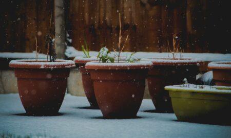 Горшки с цветами