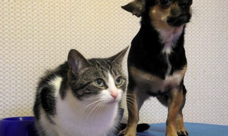 alt собака и кошка